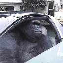 Gorilla In A Coupe GIAC Logo