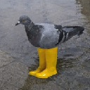 Pigeon In Yellow Boots PIGEON Logo