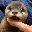 Degen the Otter