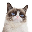 Grumpy Cat (grumpycatspl.com) GRUMPY