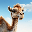 The Camel CAMEL