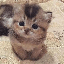 ELON’S CAT CATME ロゴ