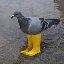Pigeon In Yellow Boots PIGEON Logo