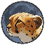Token Cheetah CHTT Logotipo