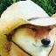 What in Tarnation? WIT ロゴ